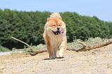 CHOW CHOW 151